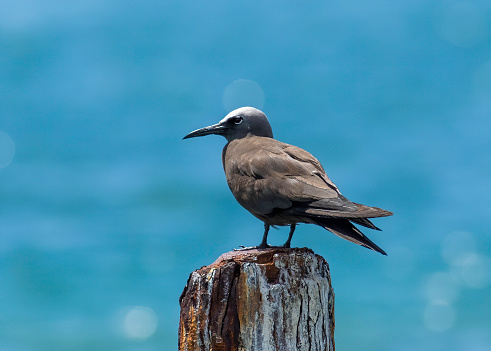 A brown noddy sits on an old dock piling at the dry tortugas national park