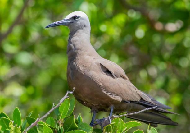Brown Noddy, Dry Tortugas National Park A brown noddy sits in a tree on Garden Key in the Dry Tortugas National Park. brown noddy stock pictures, royalty-free photos & images