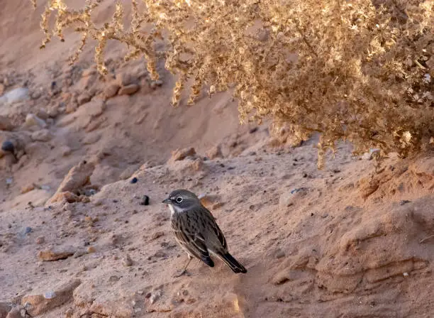 Photo of A sage-brush sparrow in Page Arizona