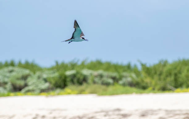 закопченная крачка в полете - sooty tern стоковые фото и изображения