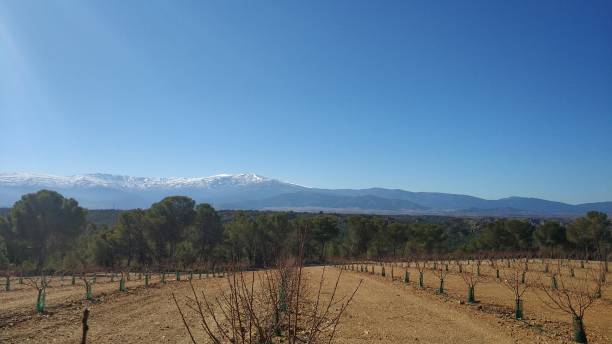 istock Winter pruning on fruit trees in Guadix Granada Spain 1370150252