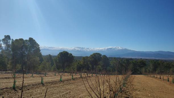 istock Winter pruning on fruit trees in Guadix Granada Spain 1370150269
