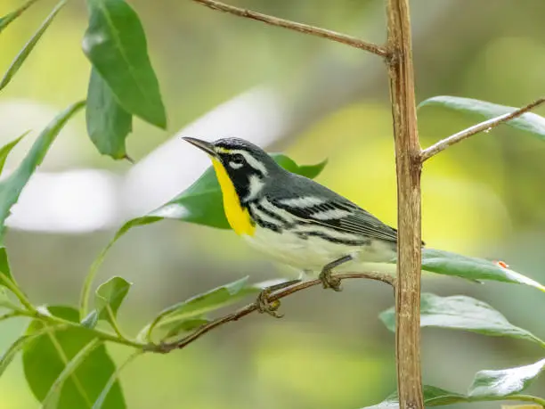 A yellow-throated warbler sits on a tree limb