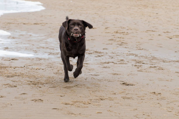 Chocolat Labrador feeling great while running along the beach.