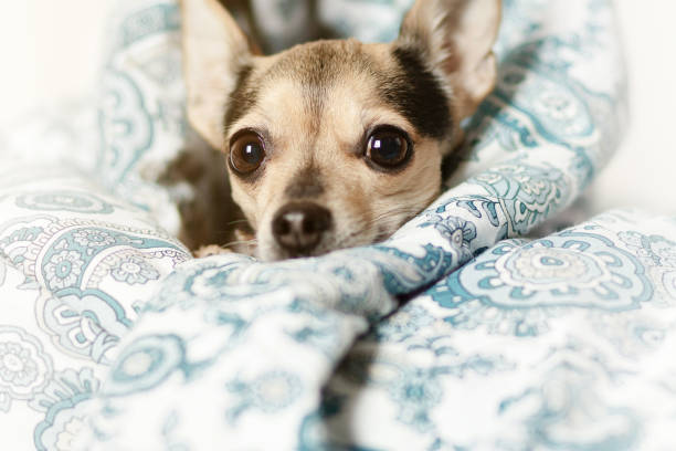 perro pequeño debajo de la manta, lindo amigo mascota descansando en el dormitorio, buenos días - chihuahua dog pets yawning fotografías e imágenes de stock