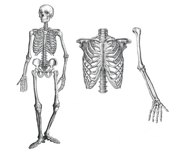ludzki szkielet. ilustracja ludzkiego szkieletu. kolekcja kości. ręcznie rysowana grawerowana ilustracja. zoologia ludzkiego ciała. ludzki szkielet. - animal skull old fashioned antique engraved image stock illustrations