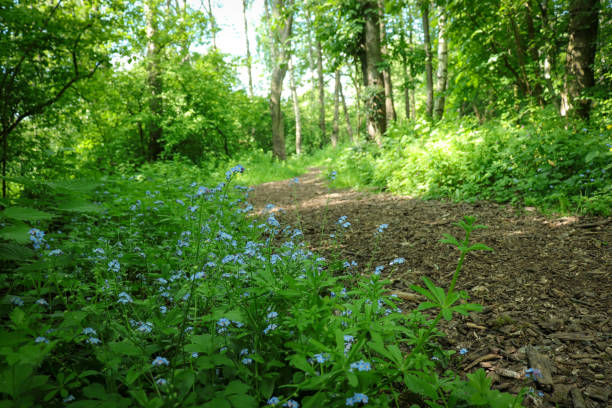 istock Country pathway with forget-me-not flowers in the spring 1370150791