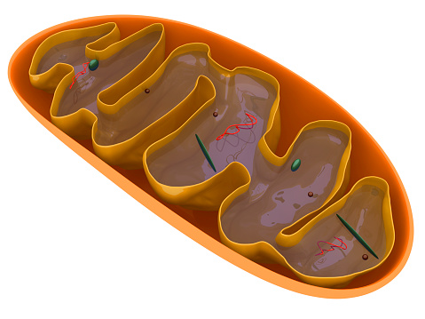Digital medical illustration: Microscopic cross section of a mitochondrion featuring: