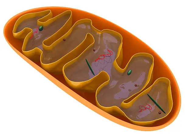 Photo of Mitochondrion cross section