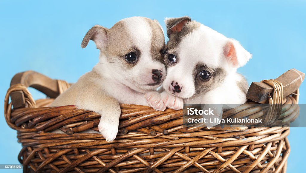 puppies chihuahua Two puppies chihuahua  in the basket in blue background Animal Stock Photo