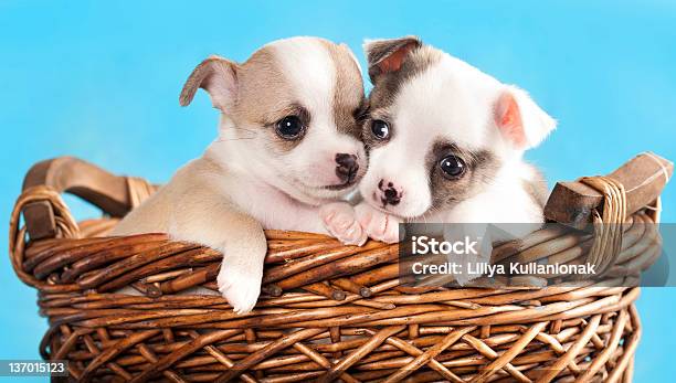 Puppies Chihuahua Stock Photo - Download Image Now - Animal, Basket, Blue