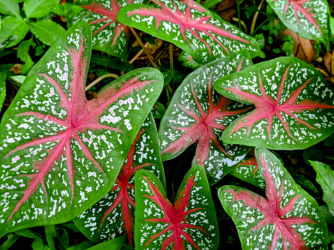 Caladium red star plant. Photo taken in a tropical area in Sumedang, West Java, Indonesia