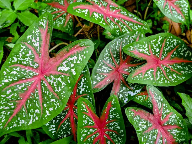 Photo of Caladium red star plant