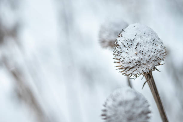 istock Coneflower (Echinacea) covered in snow in winter 1370151741