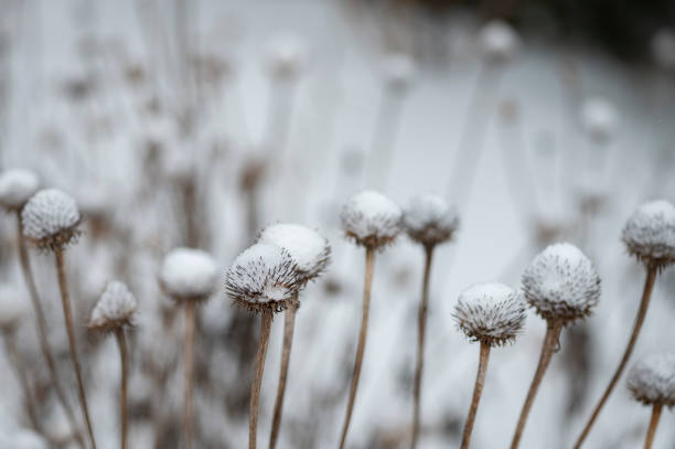 Coneflower (Echinacea) covered in snow in winter
