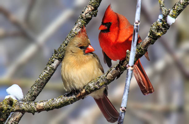 istock A pair of cardinals 1370151919