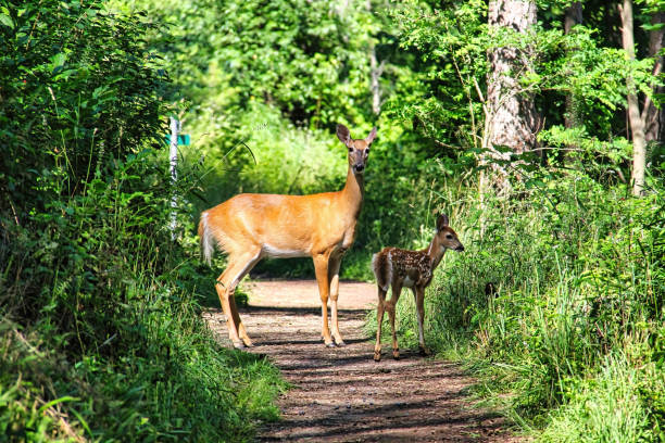 istock A mother deer and her fawn 1370152171
