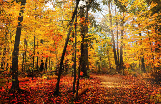 istock Autumn woods trail 1370152768