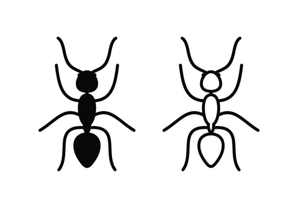 logo mrówki. izolowane mrówki na białym tle - ant comedian stock illustrations