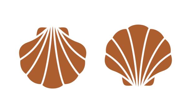 illustrations, cliparts, dessins animés et icônes de logo pétoncle. pétoncle d’isolement sur le fond blanc - protein isolated shell food