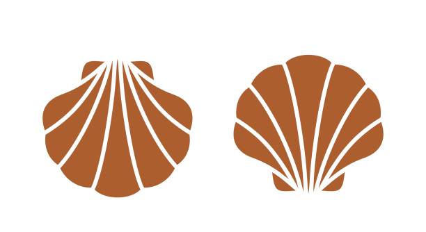 ilustrações de stock, clip art, desenhos animados e ícones de scallop logo. isolated scallop  on white background - concha