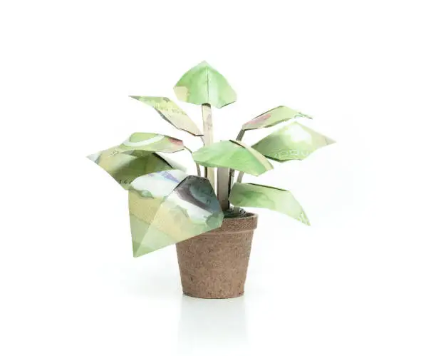 Origami folded paper plant. Financial concept for saving money, growing money or grow money on trees. Isolated on white. Selective focus.