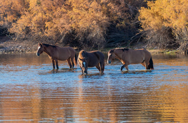 istock Wild Horses Reflected in the Salt River Arizona 1370155190