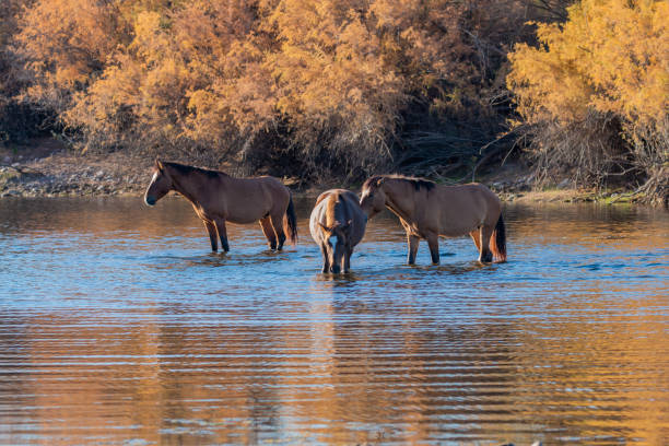 istock Wild Horses Reflected in the Salt River Arizona 1370155209