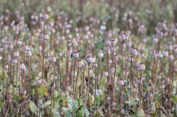 papaver somniferum opium graines de pain pavot graines mûres sur le champ, groupe de plantes avant la récolte - seed head photos et images de collection