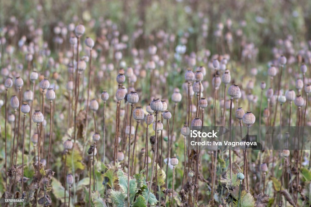 Papaver somniferum opium breadseed poppy ripened seed pods on the field, group of plants before harvest Papaver somniferum opium breadseed poppy ripened seed pods on the field, group of plants before harvest time Head Stock Photo