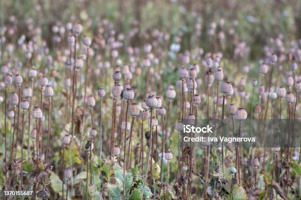 Papaver Somniferum Opium Breadseed Poppy Ripened Seed Pods On The Field Group Of Plants Before Harvest Stock Photo - Download Image Now