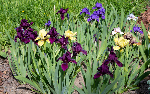 Purple iris flowers on a green grass background. Blooming purple iris.