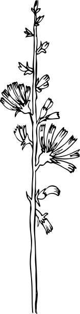 Chicory flower sketch. Chicory flower sketch. Black hand drawn illustration isolated on white background. white background chicory isolated white stock illustrations