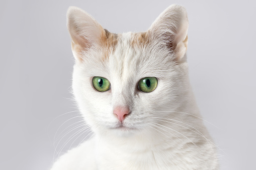 Closeup portrait of snowy white cat with bright green eyes and yellow spot on the head. Funny serious face expression. Soft selective focus, copy space.