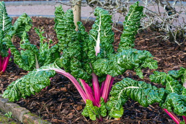 beta vulgaris subsp cicla var flavescens 'rhubarbe chard' - ruby red chard photos photos et images de collection