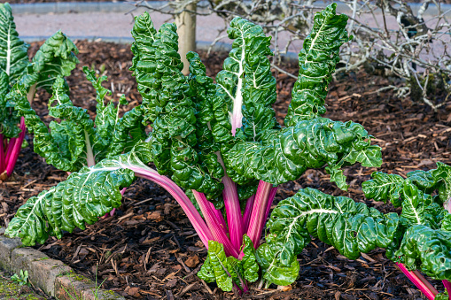 Beta Vulgaris subsp cicla var flavescens 'Rhubarb Chard' a vegetable salad food crop with health diet benefits, stock photo image