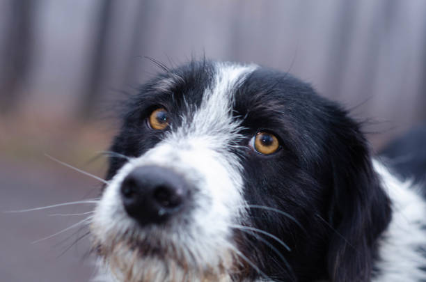istock A sad-looking stary dog with folded ears looks at the camera 1370158315