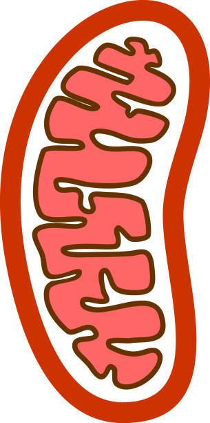 struktura mitochondrium wyizolowanego na białym tle - computer language illustrations stock illustrations