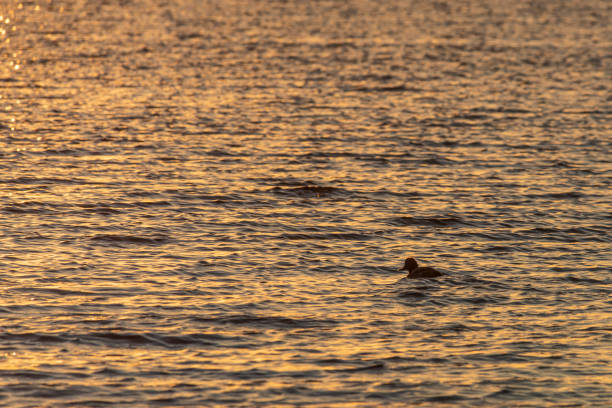 istock Birds in the sea at first hour 1370159687