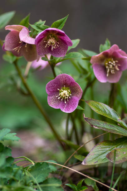 Helleborus purpurascens pink purple early spring flowering plant, beautiful flowers in bloom, green leaves Helleborus purpurascens pink purple early spring flowering plant, beautiful flowers in bloom with green leaves hellebore stock pictures, royalty-free photos & images