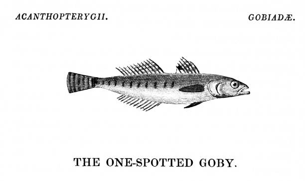 One-Spotted Goby Fish A One-Spotted Goby fish. Fishing is a rural sport or commercial industry for seafood. Illustrations are Wood-Engravings published in an 1841 nonfiction book about fish. Copyright has expired and is in Public Domain. trimma okinawae stock illustrations