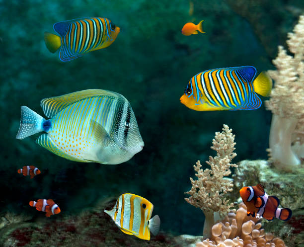 istock Tropical fish in a tank. 1370165347