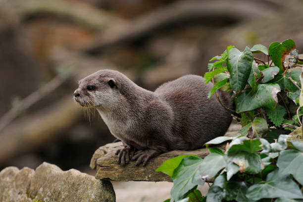 oriental de garras curtas otter. - oriental short clawed otter - fotografias e filmes do acervo