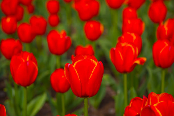 istock colorful tulips field 1370170931