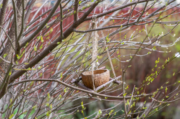 Juvenile Blue Tit clinging onto a feeder full of peanuts in late Spring.
