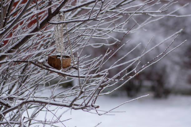 istock Bird feeder made from coconut shell hanging on tree branches on jute ropes in the garden with sun flower seeds for birds 1370171107