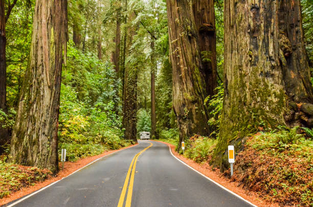 avenida de los gigantes im humboldt redwoods-staatspark - tree area beautiful vanishing point tree trunk fotografías e imágenes de stock