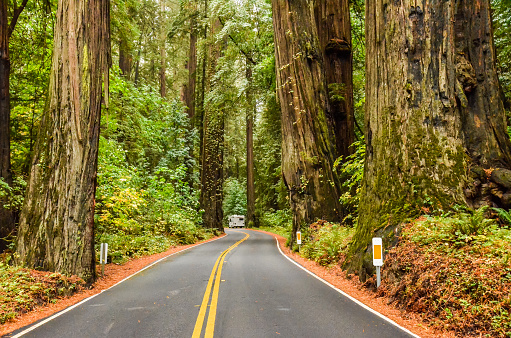 Die Touristenroute Avenue of the Giants mit Mammutbäumen im Humboldt Redwoods-Staatspark im Norden Kaliforniens