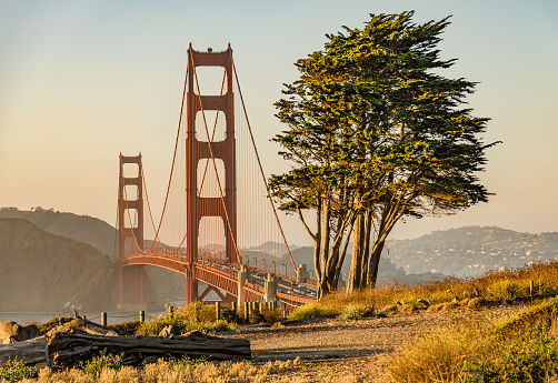 View of San Francisco's Golden Gate Bridge with a striking tree just before sunset