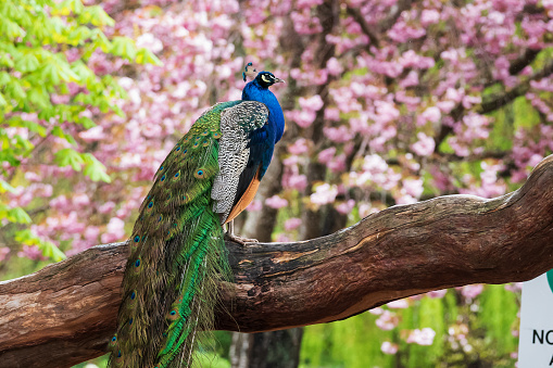 Beautiful Peacock Perched on Branch